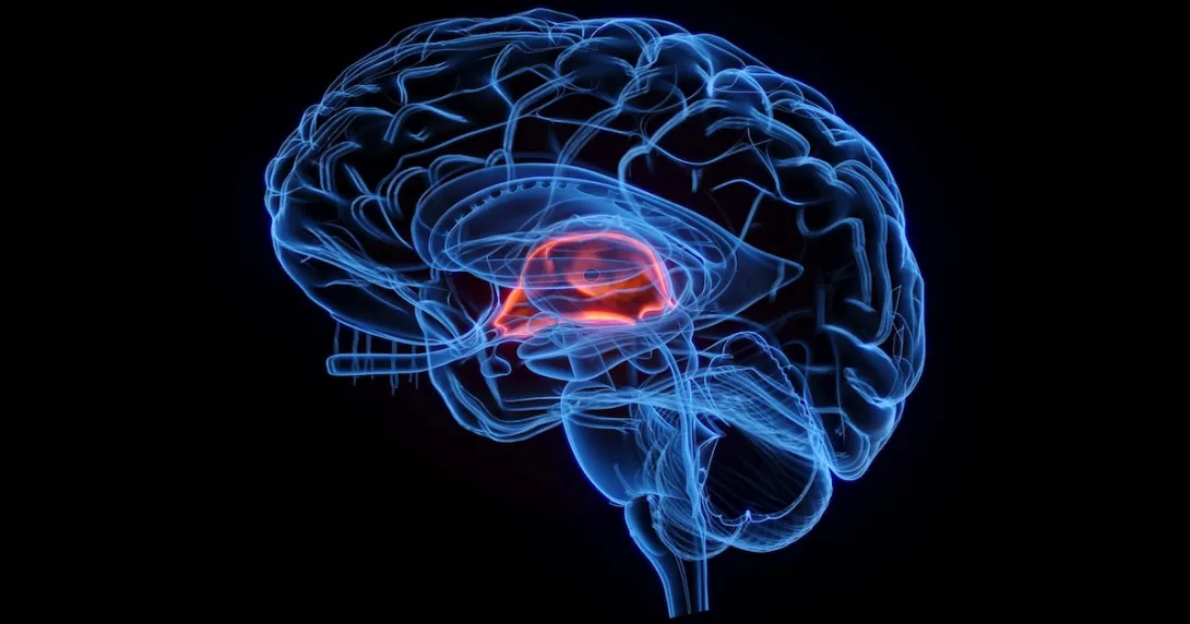 Illustration of a brain